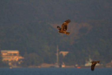 Kışın Sai kung 'daki kartal