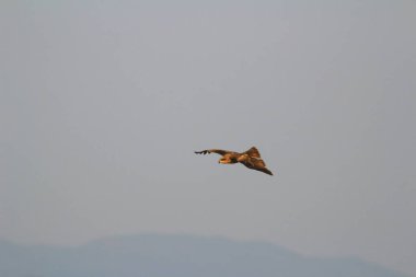 Kışın Sai kung 'daki kartal