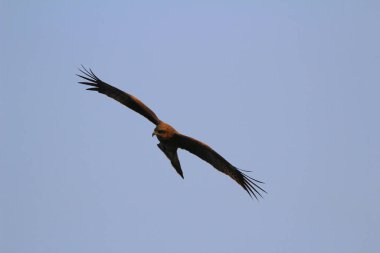 Kışın Sai kung 'daki kartal