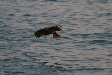 Kışın Sai kung 'daki kartal