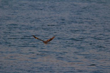 Sai kung 'daki Deniz Kartalı avı.