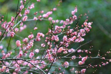 Baharda çiçek, ilkbaharda kiraz çiçeği.