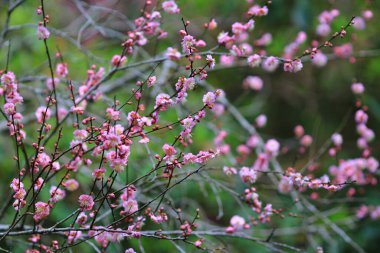 Baharda çiçek, ilkbaharda kiraz çiçeği.