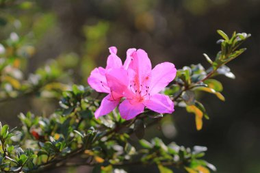 Rododendron Çiçekleri, Doğanın Renk ve Zarafet Paleti