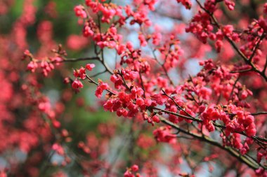 Pembe çiçek sukura çiçek bir bahar gününde