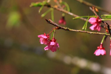 Pembe çiçek sukura çiçek bir bahar gününde