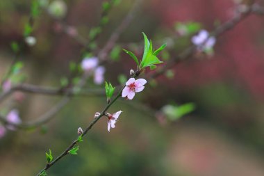 Pembe çiçek sukura çiçek bir bahar gününde