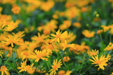 Kasımpatı, bahçede sonbahar çiçekleri