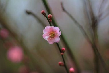 Erik çiçekleri çiçek açmış erik bahçesinde.