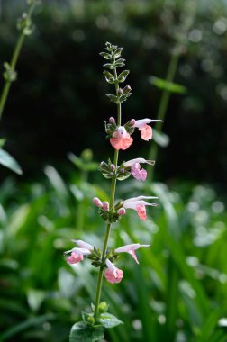 Pembe çiçek, bahçedeki sprey.