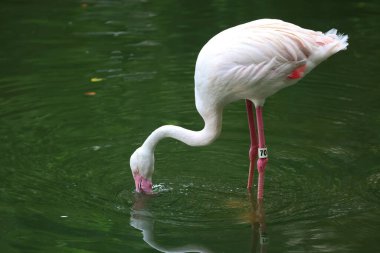 Karayip flamingosu. Büyük kuş dinleniyor Yazın tadını çıkarıyor