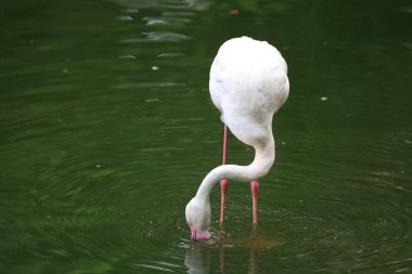 Karayip flamingosu. Büyük kuş dinleniyor Yazın tadını çıkarıyor