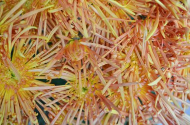 Parktaki sarı çiçekli karahindiba.