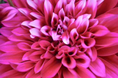 Parktaki kırmızı çiçek karahindiba doğası