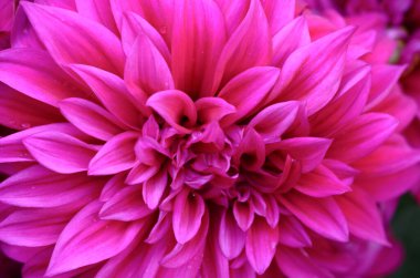 Parktaki kırmızı çiçek karahindiba doğası