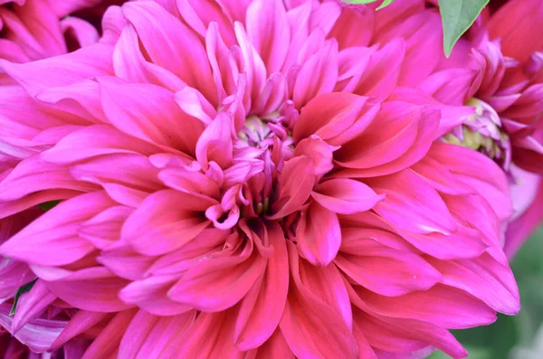 Parktaki kırmızı çiçek karahindiba doğası