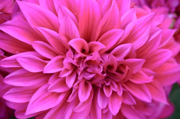 Parktaki kırmızı çiçek karahindiba doğası