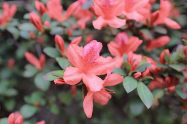 Botanik bahçesinde çalı açan Rhododendron