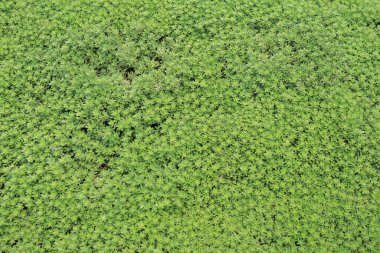 Sedum Lineare, Victoria Park Hong Kong 'da.