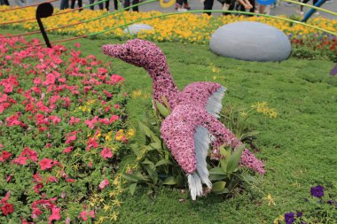 Çiçek göster hong kong Victoria Parkı'nda