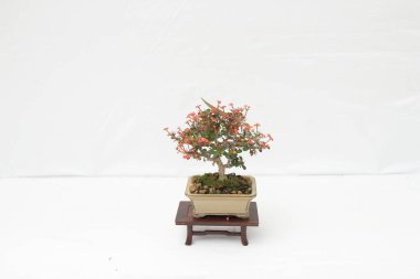 bonsai ağacı beyaz duvara