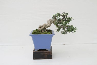 bonsai ağacı beyaz duvara