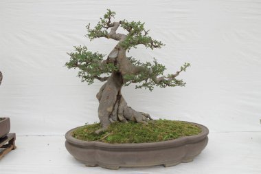 bonsai ağacı beyaz duvara
