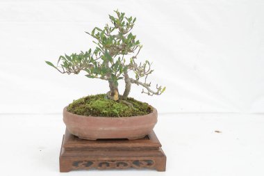 bonsai ağacı beyaz duvara