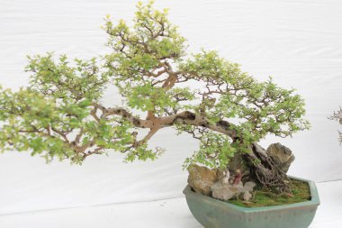 bonsai ağacı beyaz duvara