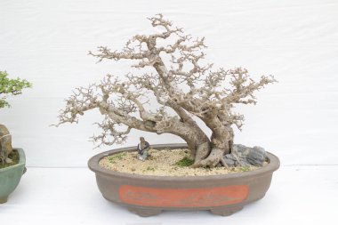 bonsai ağacı beyaz duvara