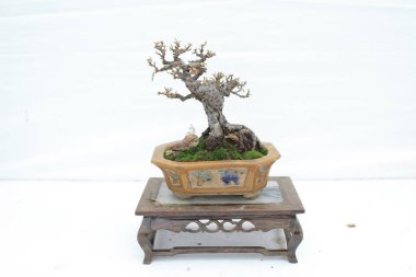 bonsai ağacı beyaz duvara
