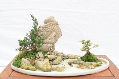 Bonsai çam ağacı beyaz bir duvara yaslanmış.