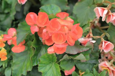 Malus Spectabilis, Victoria Park Hong Kong 'da.
