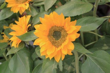 Çiçek gösterisi Hong Kong Victoria Park 21 Mart 2015