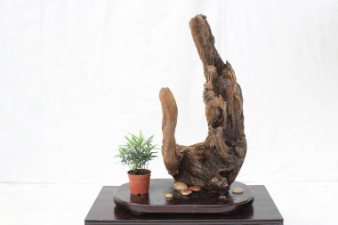 bonsai ağacı beyaz duvara