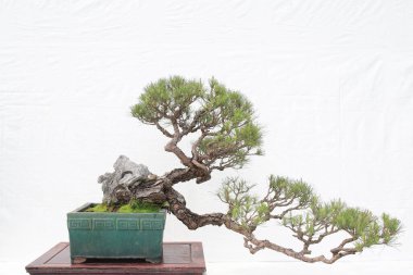 Bonsai çam ağacı beyaz bir duvara yaslanmış.
