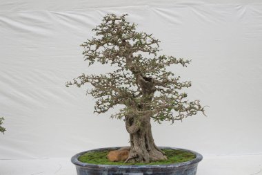 bonsai ağacı beyaz duvara