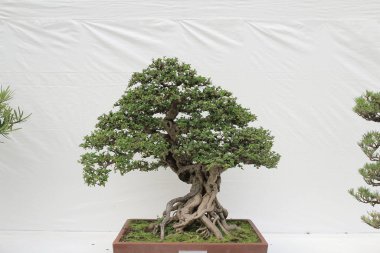 bonsai ağacı beyaz duvara