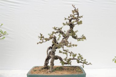 bonsai ağacı beyaz duvara