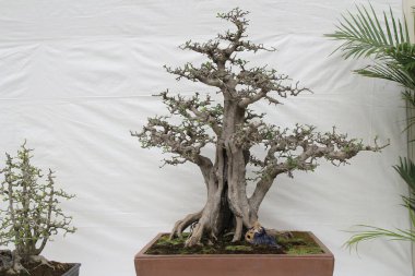 bonsai ağacı beyaz duvara