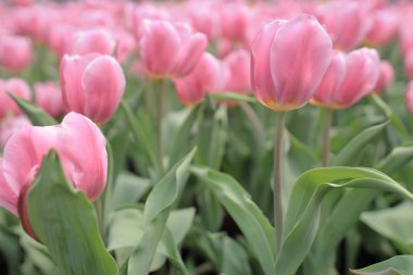 Tulipa gesneriana, Hong Kong 'da pembe laleler tarlası.