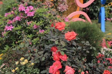 Çiçek göster hong kong Victoria Parkı'nda