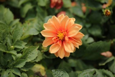 Bahçedeki resmi dekoratif yıldız çiçekleri.