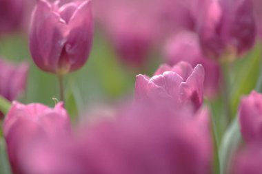 Tulipa gesneriana, Hong Kong 'da pembe laleler tarlası.
