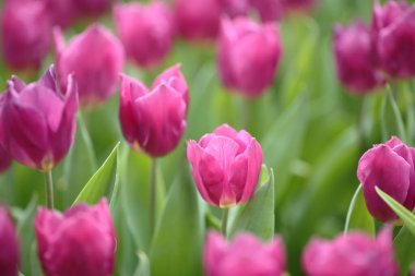 Tulipa gesneriana, Hong Kong 'da pembe laleler tarlası.