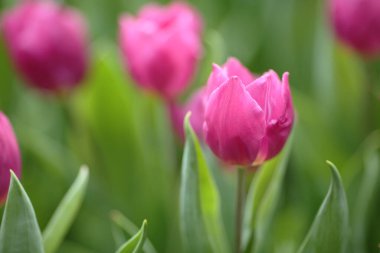 Tulipa gesneriana, Hong Kong 'da pembe laleler tarlası.