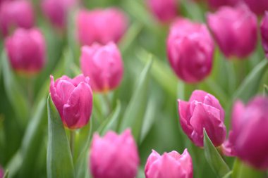 Tulipa gesneriana, Hong Kong 'da pembe laleler tarlası.