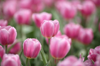 Tulipa gesneriana, Hong Kong 'da pembe laleler tarlası.