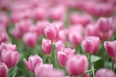 Tulipa gesneriana, Hong Kong 'da pembe laleler tarlası.