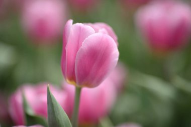Tulipa gesneriana, Hong Kong 'da pembe laleler tarlası.